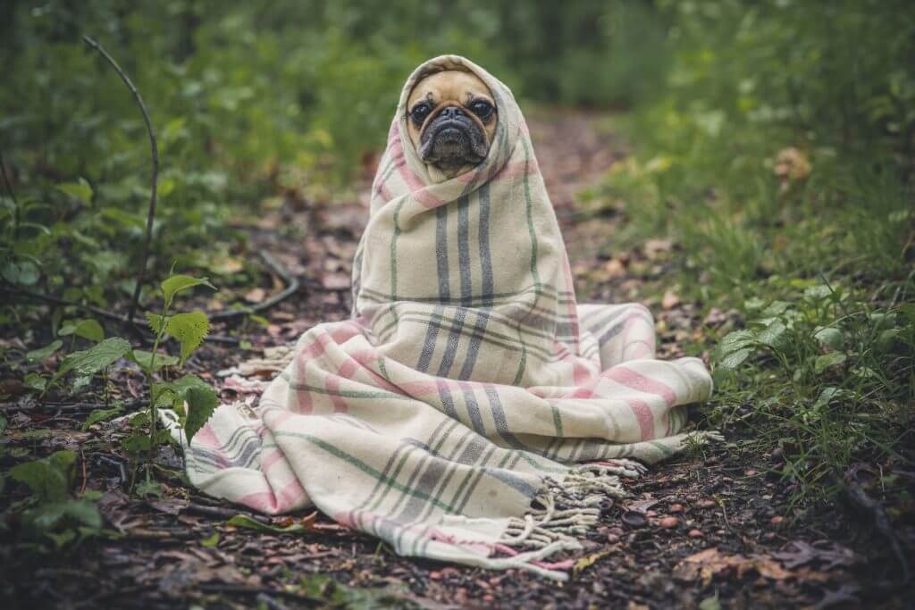 Was tun, wenn der Hund unter Verstopfung leidet? Straw Dogs