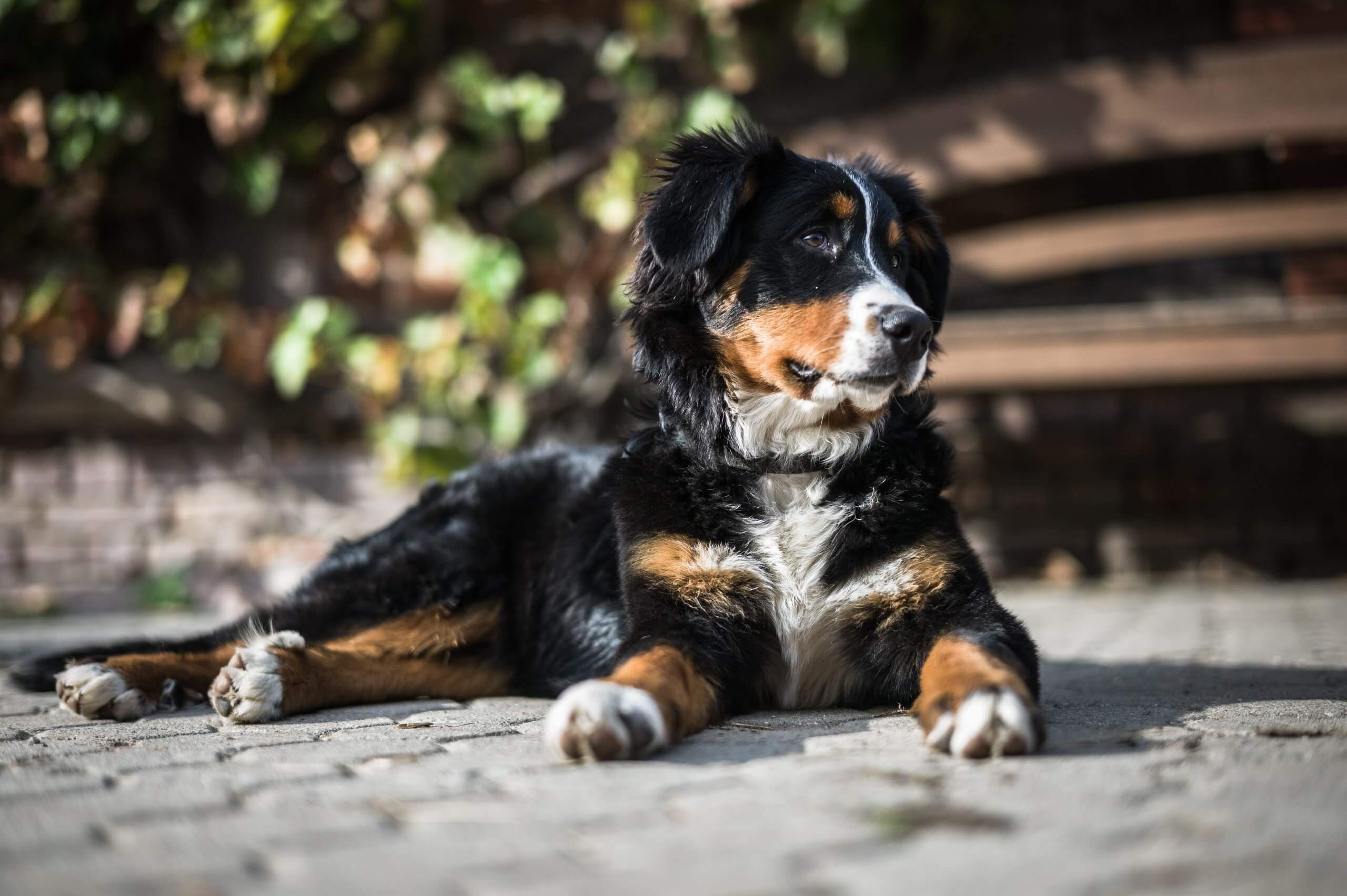 Berner Sennenhund