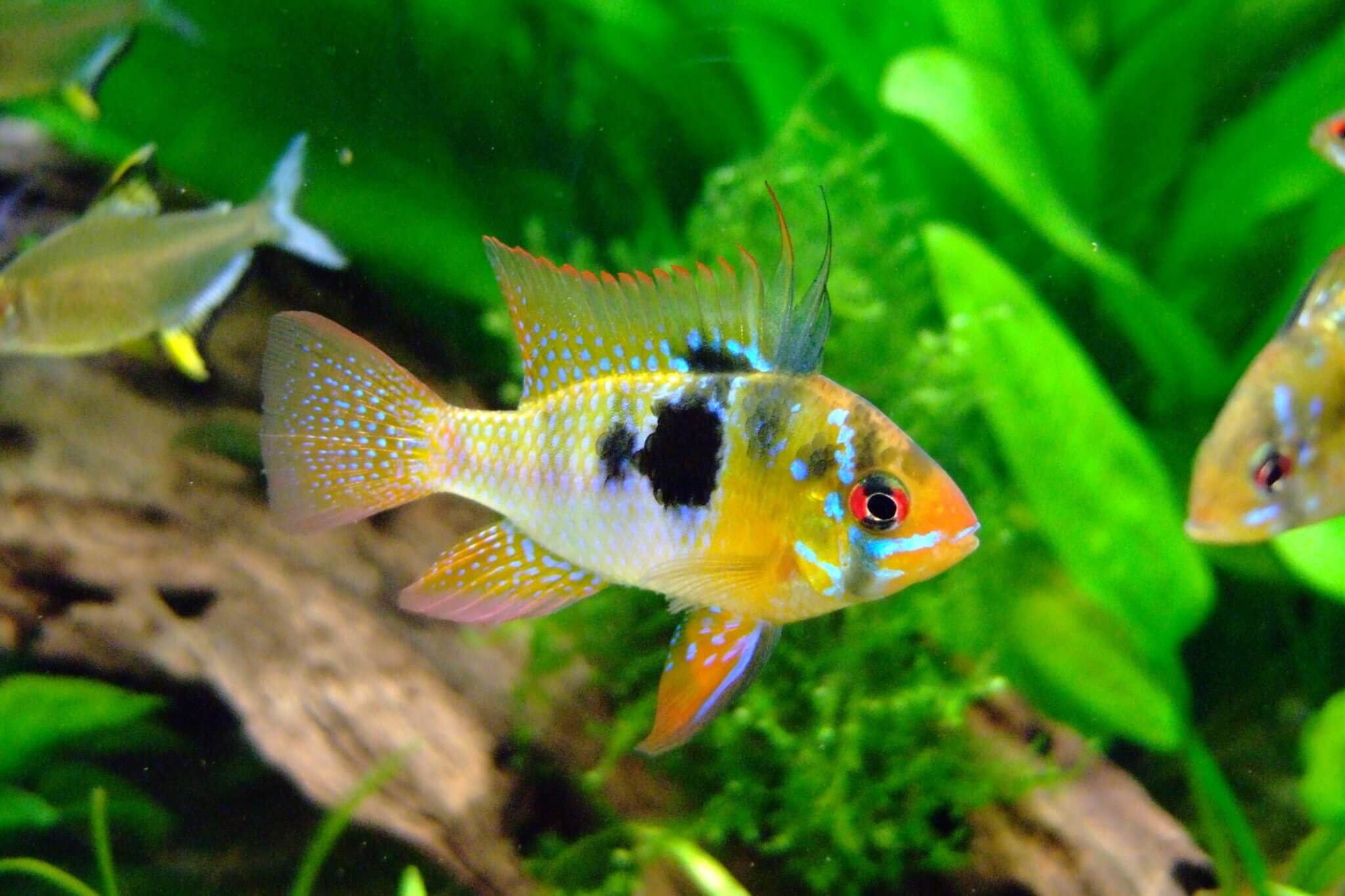 Die beliebtesten Aquariumfische Straw Dogs